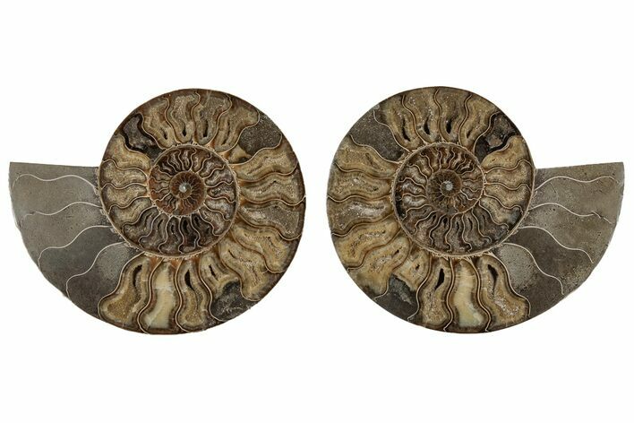 Cut & Polished, Agatized Ammonite Fossil - Madagascar #213036